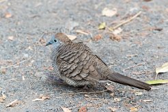 Géopélie zébrée La Réunion