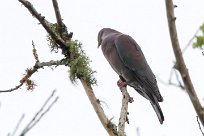 Paloma piquirroja (Pigeon à bec rouge) Turrialba - Costa Rica