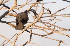 Pigeon de Madagascar La Réunion