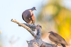 Pigeon de Madagascar La Réunion