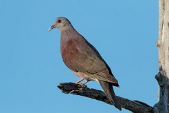 Pigeon de Madagascar La Réunion