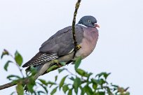 Pigeon ramier_x737A2332