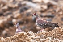 Rock pigeon (Pigeon roussard) Sesriem