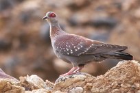 Rock pigeon (Pigeon roussard) Sossusvlei