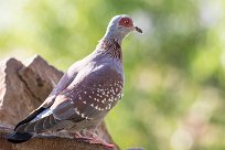 Rock pigeon (Pigeon roussard) Rock pigeon (Pigeon roussard)