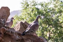 Rock pigeon (Pigeon roussard) Rock pigeon (Pigeon roussard)