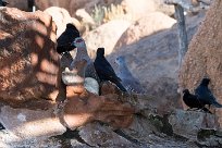 Rock pigeon (Pigeon roussard) Rock pigeon (Pigeon roussard)