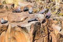 Speckled pigeon (Pigeon roussard) Etendeka - Damaralnd - Namibie