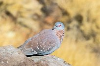 Speckled pigeon (Pigeon roussard) Etendeka - Damaralnd - Namibie