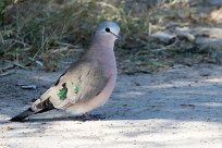 Emerald spotted wood dove (Tourtelette émeraudine) Savuti_Marsh