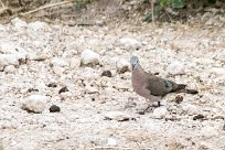 Emerald spotted wood dove (Tourtelette émeraudine) Emerald spotted wood dove (Tourtelette émeraudine)