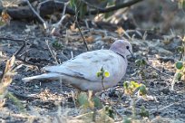 Albinos Cape Turtle-Dove (Tourterelle du Cap Albinos) Albinos Cape Turtle-Dove (Tourterelle du Cap Albinos)