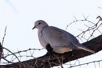 Cape Turtle Dove (Tourterelle du Cap) Spitzkopje/Monts Erango - Damaraland - Namibie