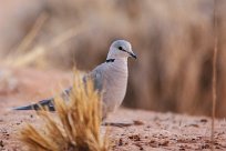 Cape turtle dove (Tourterelle du Cap) To/vers Homeb