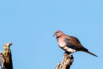 Laughing Dove (Tourterelle maillée) Du côté d'Omaruru