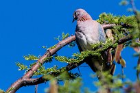 Laughing dove (Tourterelle maillée) Waterberg