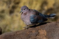 Laughing dove (Tourterelle maillée) Etendeka - Damaralnd - Namibie