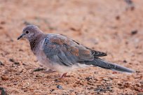 Laughing dove (Tourterelle maillée) To/vers Homeb