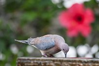 Laughing dove (Tourterelle maillée) Swakopmund