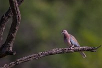 Laughing dove (Tourterelle maillée) Waterberg