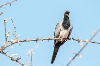 Namaqua dove (Tourterelle masquée) Etosha - Namibie