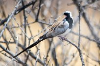 namaqua dove (Tourterelle masquée) namaqua dove (Tourterelle masquée)