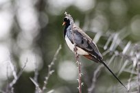 Namaqua dove (Tourterelle masquée) Etosha