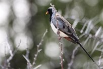 Namaqua dove (Tourterelle masquée) Etosha