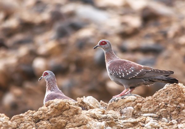 Pigeon roussard