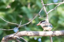 Brown-hooded Kingfisher (Martin-chasseur à tête brune) Chief Island