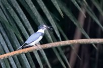 Martin gigante norteamericano (Martin-pêcheur d'Amérique) Pacuare reserve - Limón - Parismina - Costa Rica