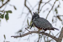 Giant Kingfisher (Martin-pêcheur géant) Chobe River