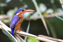 Malachite Kingfisher (Martin-pêcheur huppé) Chobe River