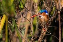 Malachite Kingfisher (Martin-pêcheur huppé) Malachite Kingfisher (Martin-pêcheur huppé)