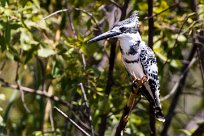 Pied Kingfisher (Martin-pêcheur pie) Pied Kingfisher (Martin-pêcheur pie)