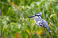 Pied Kingfisher (Alcyon pie) Chobe River