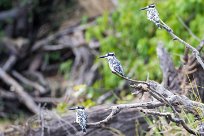 Pied Kingfisher (Alcyon pie) Chobe River