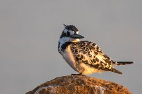 Pied Kingfisher (Alcyon pie) Chobe River