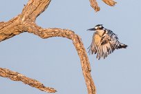 Pied Kingfisher (Alcyon pie) Chobe River