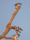 Pied Kingfisher (Alcyon pie) Chobe River