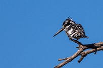 Pied Kingfisher (Alcyon pie) Kwaï