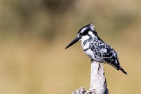 Pied Kingfisher (Alcyon pie) Kwaï