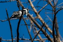 Pied Kingfisher (Martin-pêcheur pie) Pied Kingfisher (Martin-pêcheur pie)