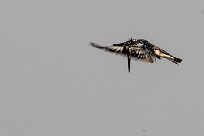 Pied Kingfisher (Martin-pêcheur pie) Pied Kingfisher (Martin-pêcheur pie)