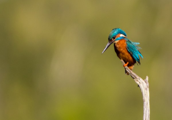 Martins-pêcheurs d'Europe