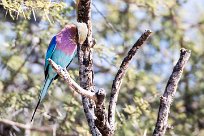 Lilac-breasted Roller (Rollier à longs brins) Du côté d'Omaruru