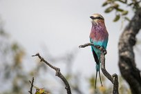 Lilac-breasted Roller (Rollier à longs brins) Chobe River