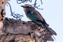 Lilac-breasted Roller (Rollier à longs brins) Chief Island