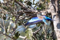 Lilac-breasted Roller (Rollier à longs brins) Chief Island