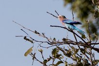 Lilac-breasted Roller (Rollier à longs brins) Chief Island